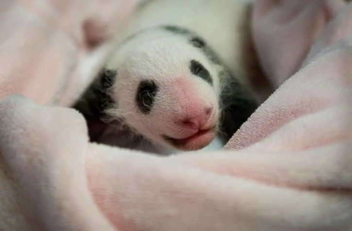 Le premier bébé panda de France fête lundi son premier mois d'existence au zoo de Beauval (Loir-et-Cher) en dépassant le kilo, lui qui pesait 142 grammes à la naissance le 4 août dernier.