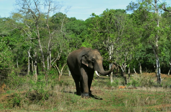 Un éléphant au camp de Dubare, le 11 mai 2018 à Kodagu, en Inde