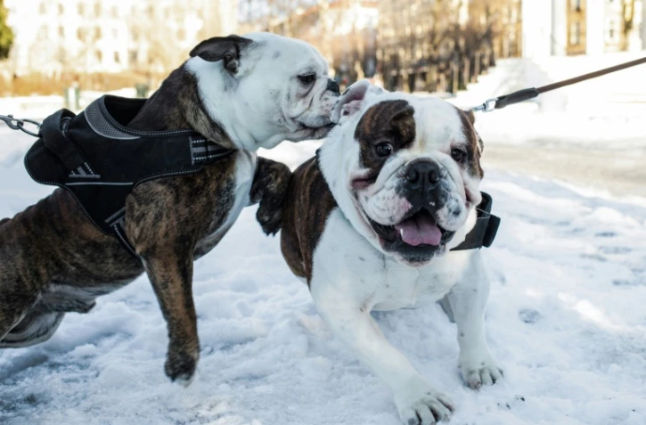 Deux bulldogs anglais dans les rues d'Oslo, en Norvège, le 7 février 2022