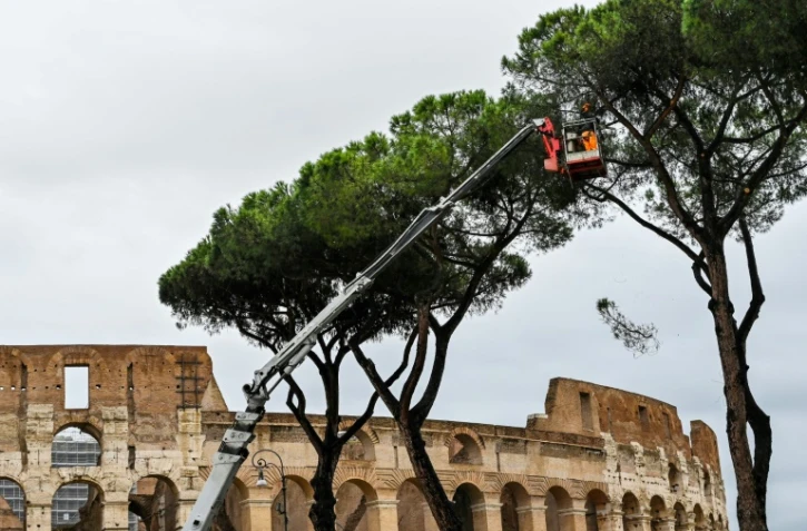 Opération d'élagage des pins parasols à proximité du Colisée à Rome, le 2 décembre 2020