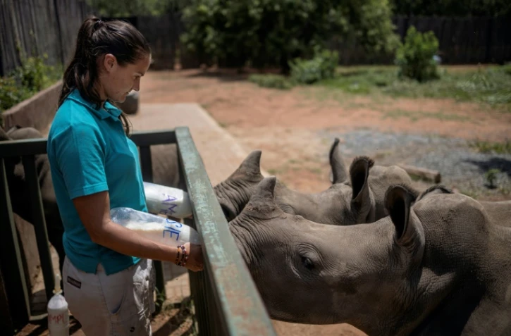 Zanré Van Jaarsveld, 26 ans, nourrit des bébés rhinos avec des biberons, remplis d'un mélange de lait et de riz bouilli mixé, près de Mokopane, en Afrique du Sud, le 9 janvier 2021.