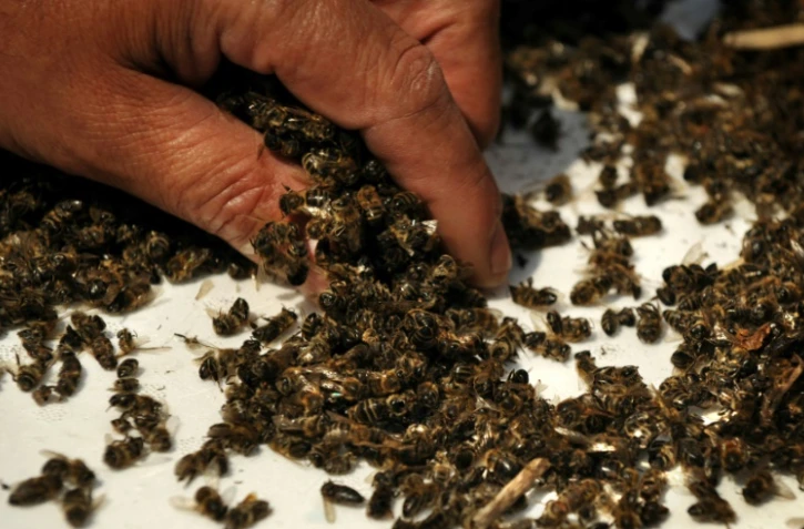 Les pesticides néonicotinoïdes tuent les abeilles