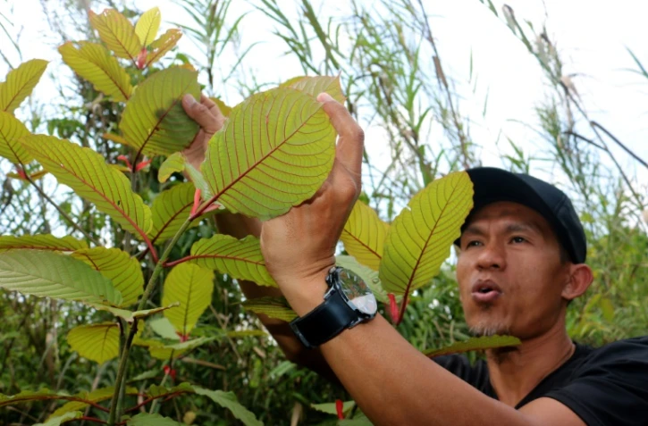 Un cultivateur indonésien de kratom, Gusti Prabu, montre sa production à l'AFP le 25 décembre 2018 à Pontianak