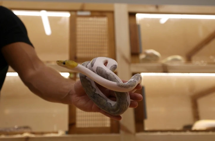 Faïçal Malaikah tient l'un de ses serpents, chez lui, le 16 septembre 2021 à Jeddah, en Arabie saoudite
