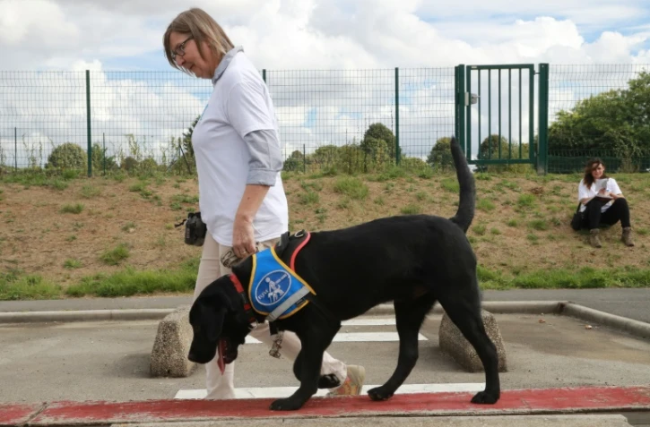 Moins d'1% des 200.000 personnes aveugles ou très malvoyantes bénéficient d'un chien guide