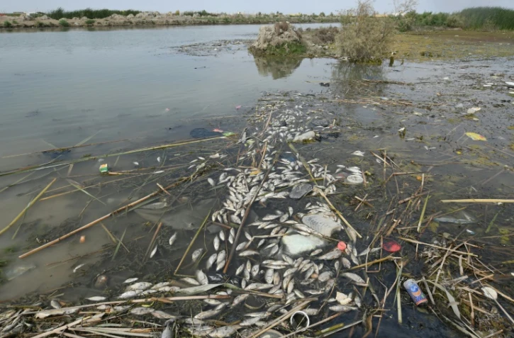 Des dizaines de poissons morts flottent au milieu de déchets en plastique à la surface vaseuse d'un marais pollué par le déversement d'eaux usées dans la région de Chibayich, qui correspond pourtant au "jardin d'Eden" mésopotamien, dans le sud de l'Irak, le 14 avril 2021