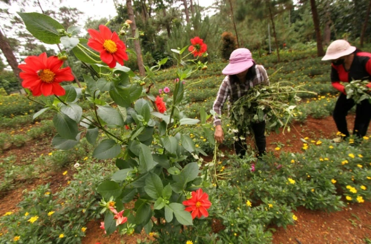 Deux femmes cueillent des plantes dans un parc de Baguio, au nord de Manille, le 28 octobre 2020 aux Philippines