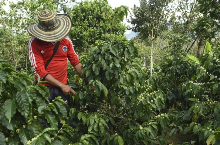 Un agriculteur surveille les fruits du caféier sur la plantation de  La Tola à El Tambo, dans le département de Narino le 21 octobre 2015