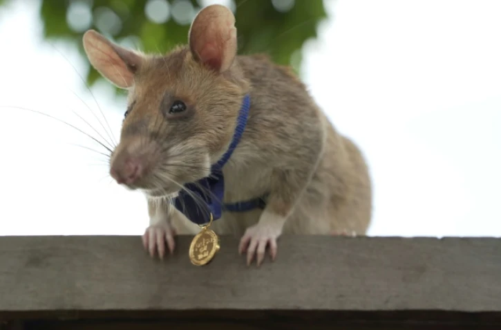 Photo non datée de Magawan, un rat africain géant détecteur de mines au Cambodge, fournie le 25 septembre 2020 par l'association britannique de protection des animaux PDSA qui lui a décerné une médaille d'or pour sa bravoure