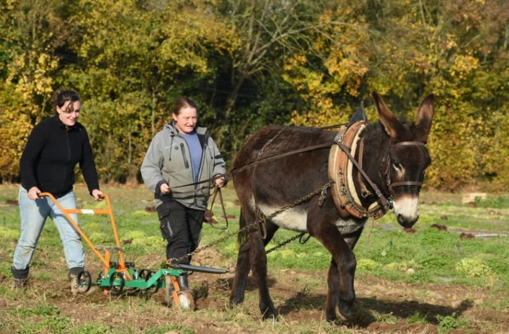 A l'Ecole nationale des ânes maraîchers (Enam), en Lot-et-Garonne, la fine fleur des bourricots et des agriculteurs font l'apprentissage, en tandem, d'un labour de haute-précision, pas cher et "écolo".