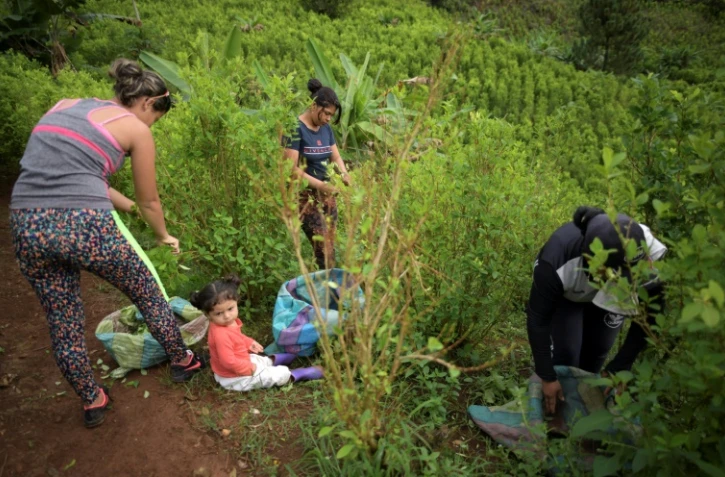la "raspachin", ramasseuse de feuilles de coca colombienne,  Karen Palacios et sa fille se préparent pour leur journée de travail dans les montagnes de la municipalité de El Patia, dans la région de Cauca en Colombie, le 5 mai 2021
