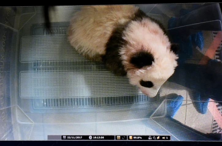 Le bébé anda Mini Yuan Zi au sur un écran du zoo de Beauval à Saint-Aignan-sur-Chair, en France, le 22 novembre 2017