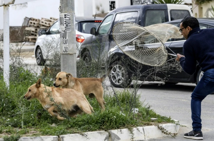 Un employé municipal tente de capturer des chies errants à Tunis, le 29 décembre 2021 