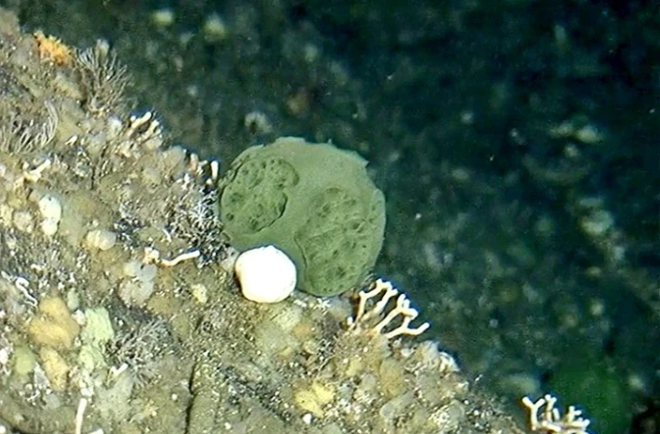 Photographie fournie par l'Agence américaine océanique et atmosphérique (NOAA) le 26 juillet 2017, d'une éponge verte d'Alaska, baptisée "Latrunculia austini", qui pourrait être une arme contre le cancer du pancréas 