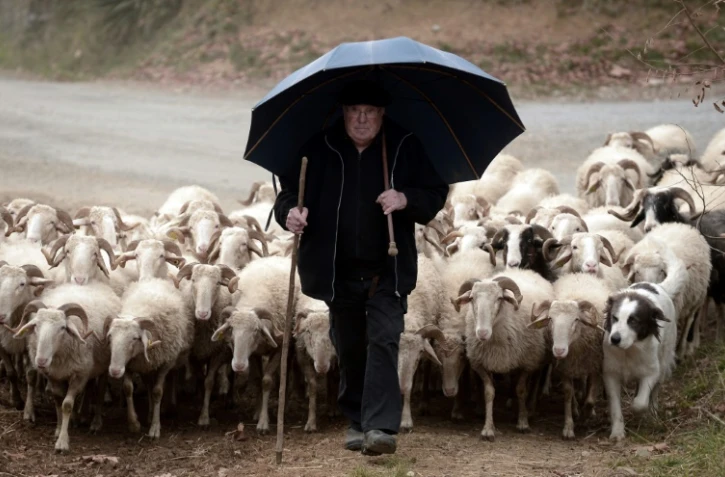 Un berger muni d'un parapluie Pando, à Rebenacq dans le sud-ouest de la France, le 16 décembre 2016