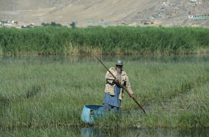 Un observateur d'oiseaux avance en barque dans les marais de Kol-e-Hashamat, le 29 mai 2017 près de Kaboul, en Afghanistan