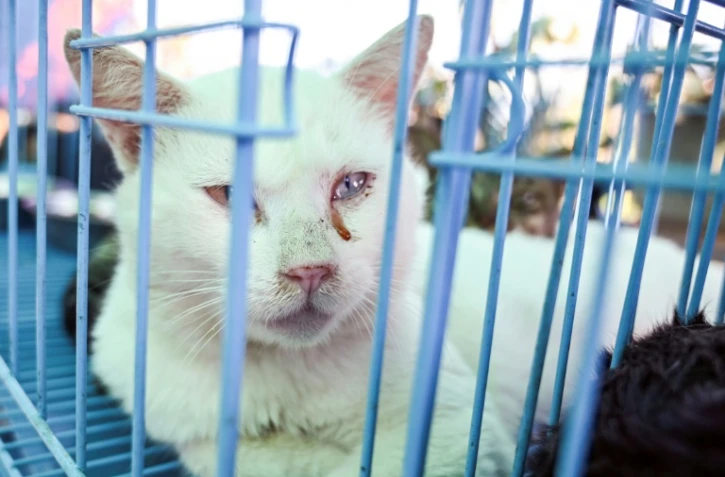 Un chat, repris aux trafiquants, dans un refuge à Taicang, dans la province du Jiangsu, le 1er novembre 2023 dans l'est de la Chine