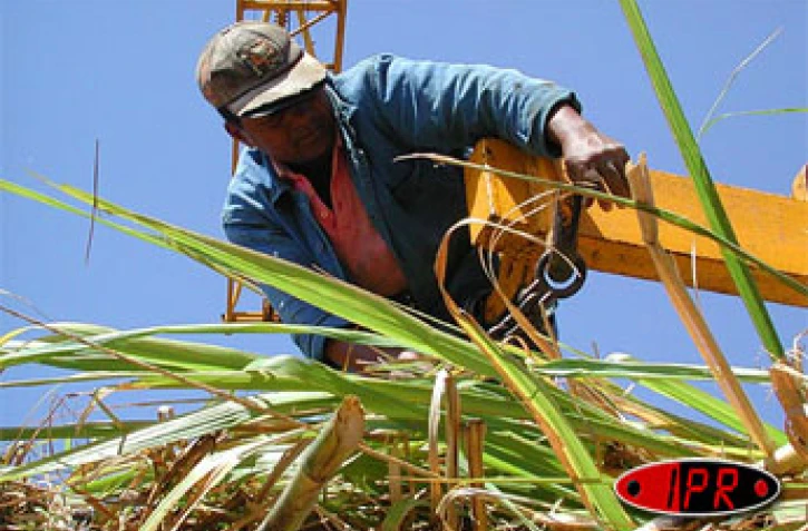 Agriculteur dans un champ de cannes à sucre
