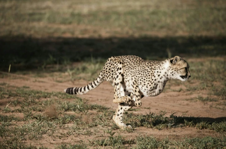 Un guépard photographié en pleine course au conservatoire Cheetah à Otjiwarongo en Namibie, le 18 février 2016