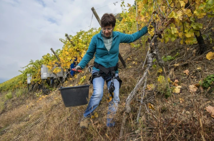 Sur le coteau abrupt du Rangen, dominant la commune du Vieux-Thann (Haut-Rhin), on travaille la vigne encordé.
