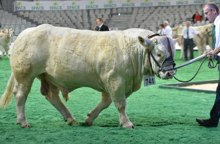 Une charolaise présentée au concours de race du Salon, le 15 septembre 2015 à Rennes
