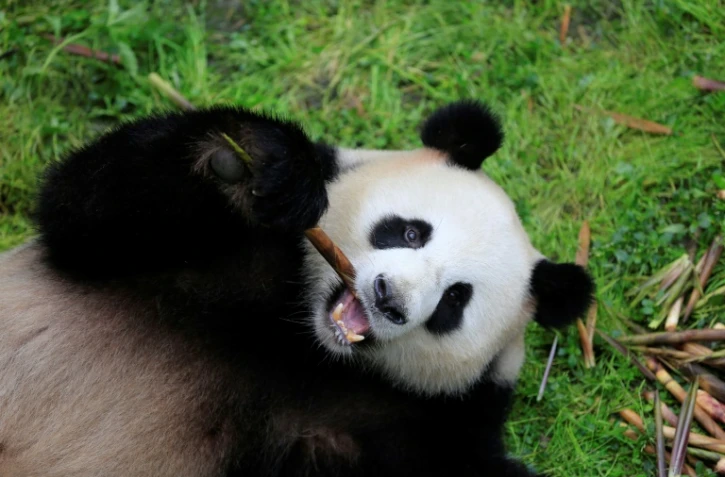 Jiao Qing, photographié le 3 mai 2017 en Chine, est un des deux pandas qui sont attendus à Berlin