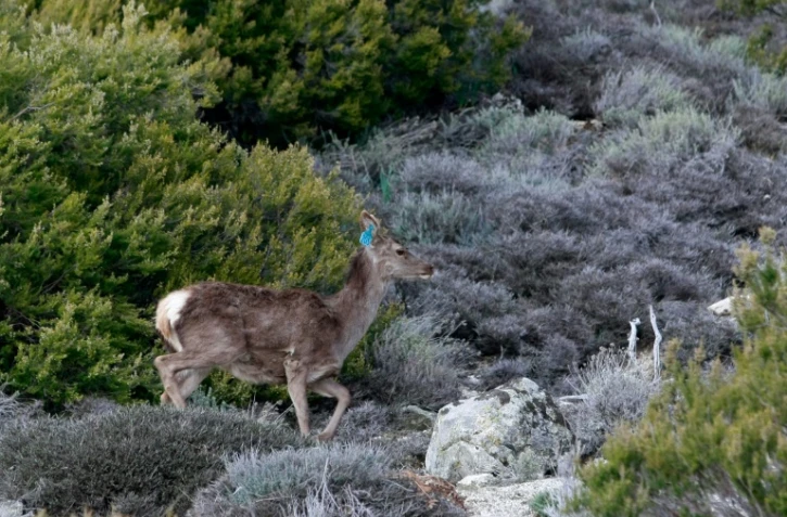 Cerf corso-sarde, prĂšs du village corse de Letia, non loin d'Ajaccio (Corse), le 26 mars 2012