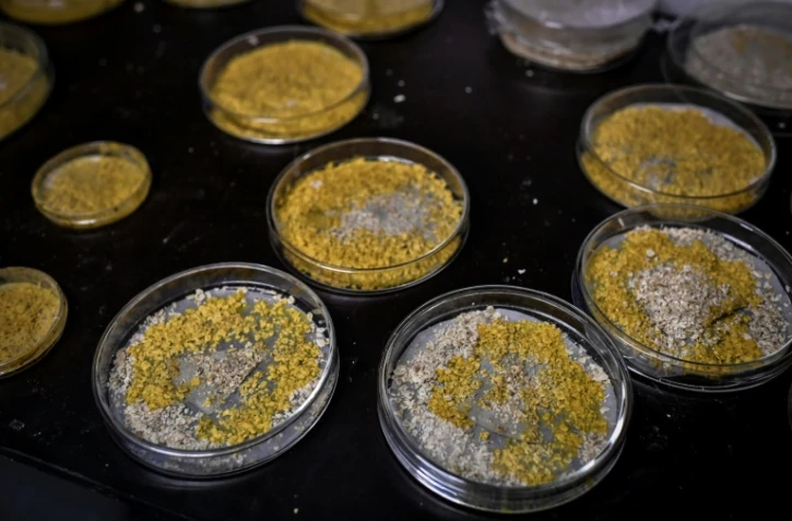 Des boîtes de pétri contenant des cultures de Blob, le 16 octobre 2019 au Parc zoologique de Paris