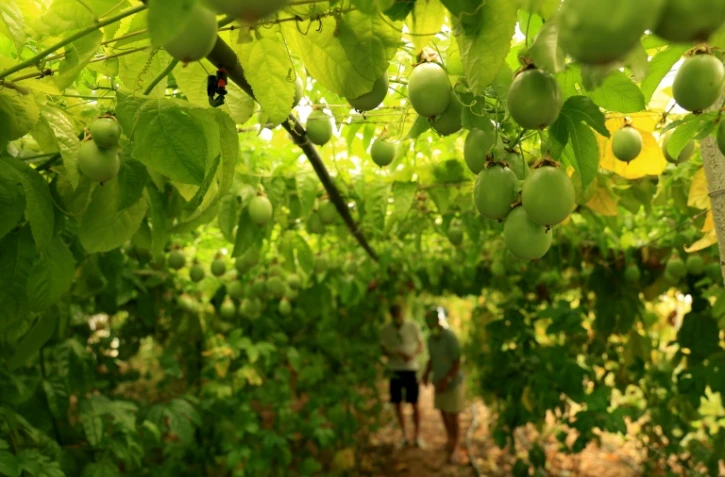 Des fruits de la passion dans la serre de 'Irakli Shkoza, un agriculteur de Divjake, à 90 kilomètres de Tirana, le 1er juillet 2025 en Albanie