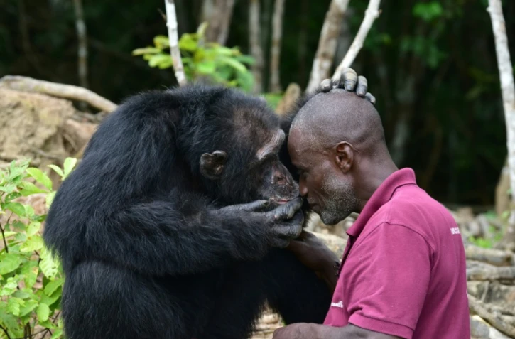 Le chimpanzé Ponso et son soigneur Germain Djénémaya Koidja, le 18 août 2017 sur l'île aux chimpanzés, à Grand-Lahou, en Côte d'Ivoire