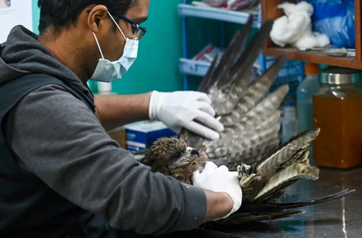 Mohammad Saud, co-fondateur du centre Wildlife Rescue, examine un vautour blessé, le 13 décembre 2021 à New Delhi, en Inde