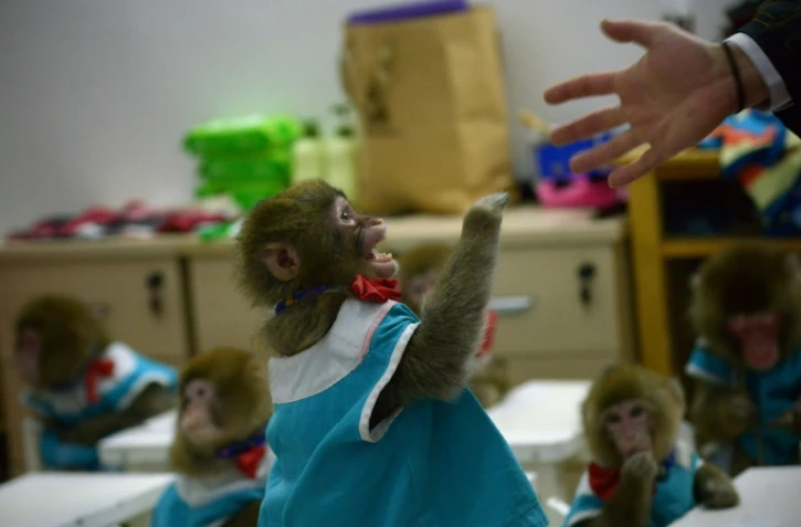 Un macaque tend sa patte vers son entraîneur, dans l'école de dressage du zoo de Dongying, dans la province chinoise du Shandong, le 26 janvier 2016