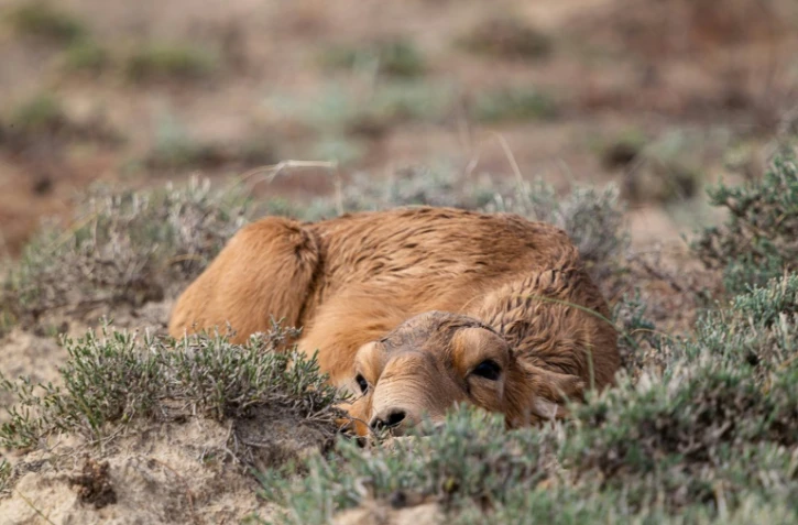 Un antilopin saïga dans la steppe près d'Almaty, le 28 mai 2021 au Kazakhstan