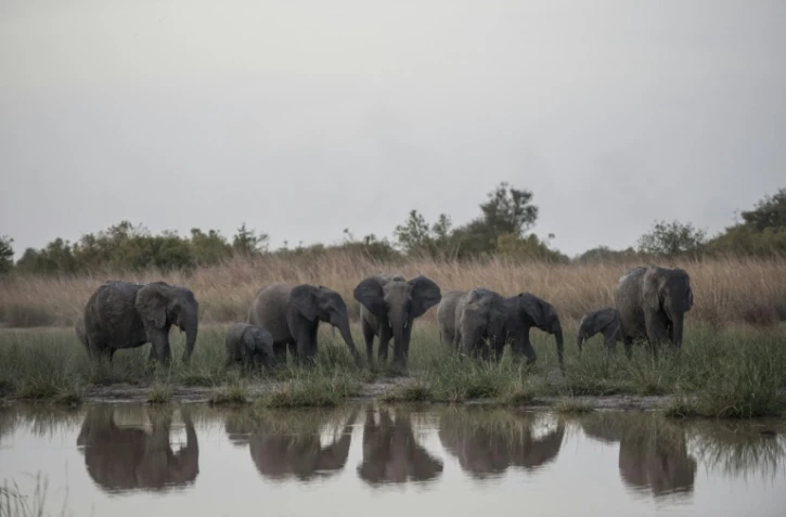 Un troupeau d'éléphants s'abreuve à un point d'eau du parc national de la Pendjari, près de Tanguiéta, le 10 janvier 2018 au Bénin