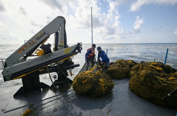 Des membres de la marine mexicaine manipulent des sacs remplis d'algues sargasses collectées à bord d'un navire de collecte de sargasses au large de Puerto Morelos, dans l'État de Quintana Roo, au Mexique, le 6 août 2026
