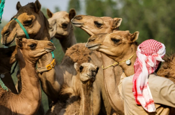 Des chameaux clonés dans un enclos du Centre de reproduction biotechnologique de Dubaï, le 4 juin 2021 aux Emirats arabes unis