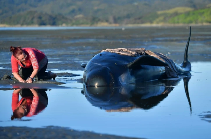 Des volontaires en nombre sont venus au secours des baleines échouées, le11 février 2017 à Farewell Spit