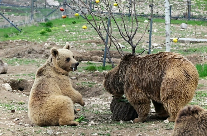 Des ours, secourus de la captivité, renouent avec une vie mi-sauvage dans un centre de réhabilitation de la Fondation pour la préservation de la faune et du patrimoine culturel (FPWC) près du village d'Urtsadzor, en Arménie, le 21 avril 2026