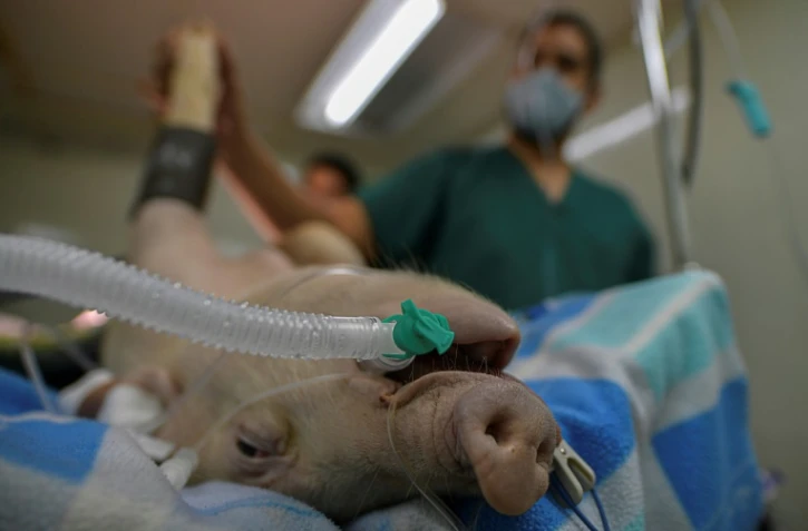 Vétérinaires et médecins testent un nouveau respirateur artificiel sur un cochon cobaye, le 17 septembre 2020 à Panama