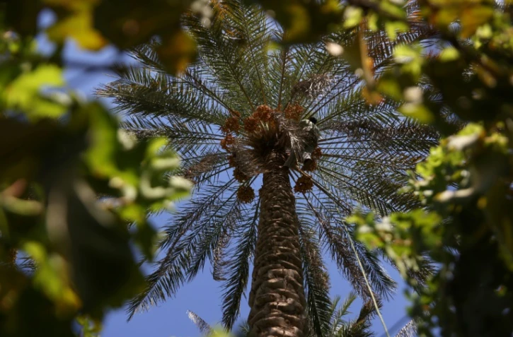 Un palmier dattier dans un champ du village de Janajah, dans la province de Babylone, le 4 septembre 2024 en Irak