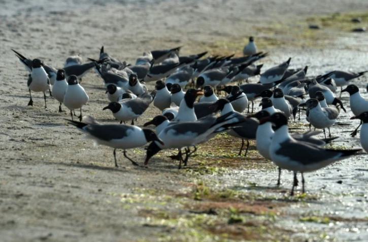 Des mouettes rieuses se nourissent des oeufs de crabes fer à cheval sur une plage de Ocean View, dans le Delaware, le 16 juin 2022