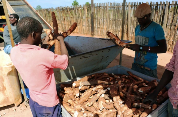 Des ouvriers employés par le groupe SABMiller dans le nord du Mozambique trient, le 6 juin 2015 le manioc, tubercule qui sera utilisée pour fabriquer de la bière