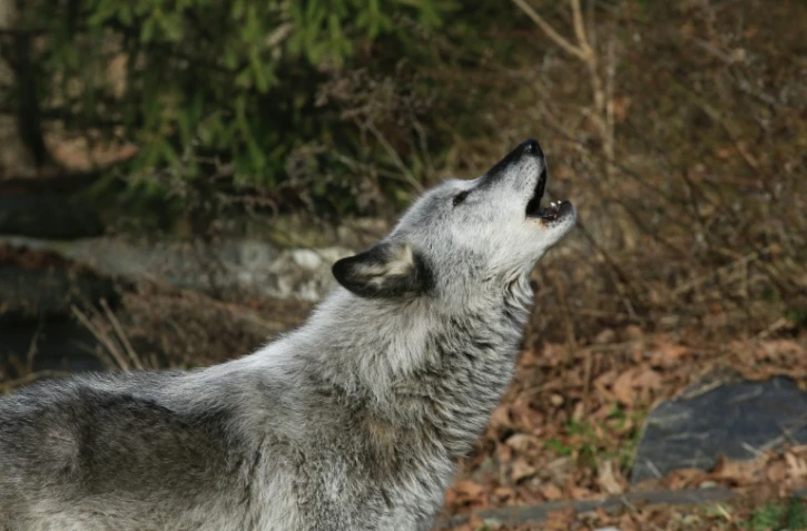 Un loup hurle à South Salem, dans l'Etat de New York, le 6 décembre 2020
