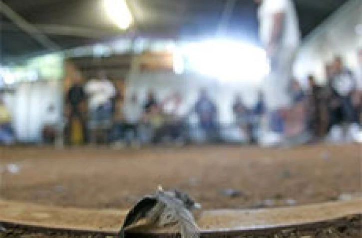 Les combats de coqs sont tolérés à La Réunion. Tous les dimanches les paris se comptent en milliers d'euros dans les différents "ronds" (aire de combat en créole réunionnais) de l'île