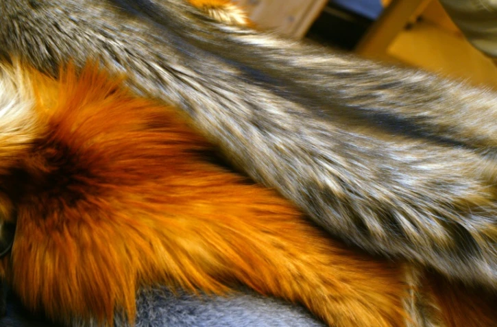 Pour "promouvoir une industrie de la mode plus humaine", la fourrure animale va disparaître de toutes les éditions et plateformes du magazine de mode ELLE, a annoncé la publication