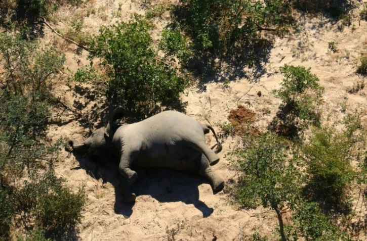 Le cadavre d'un des nombreux éléphants morts mystérieusement dans le delta d'Okavango au Botswana, le 3 juillet 2020
