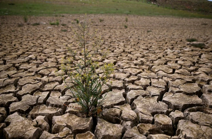 Les mauvaises herbes poussent dans la terre sèche et craquelée qui était le fond du lac McClure, le 24 mars 2015 à La Grange, en Californie