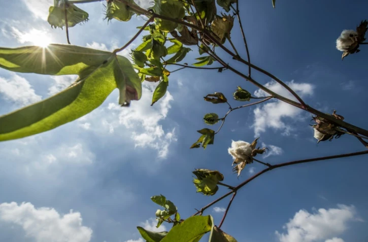 Du coton dans un champ de Kaf el-Cheikh en Egypte, le 13 septembre 2018