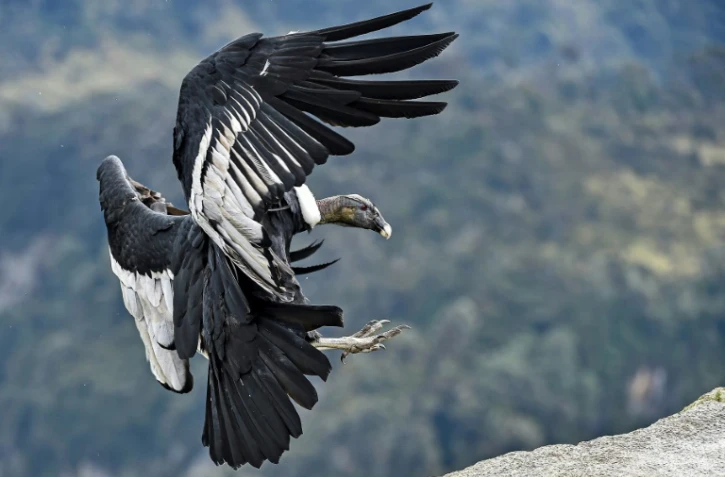 Un condor des Andes dans le parc national de Purace, en Colombie, le 13 février 2021