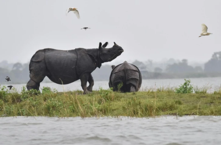 Rhinos, orangutans, gorillas and many big cats are surviving on 20 percent or less of the land they once roamed